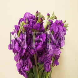 purple stock flower